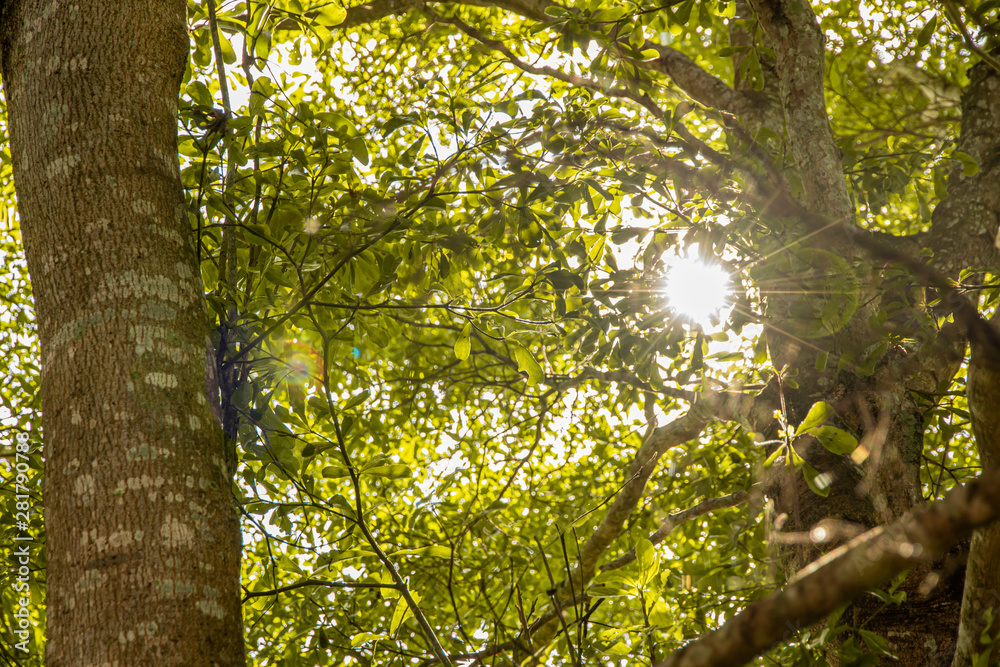 Fototapeta premium Sunlight Shining through the big green trees.