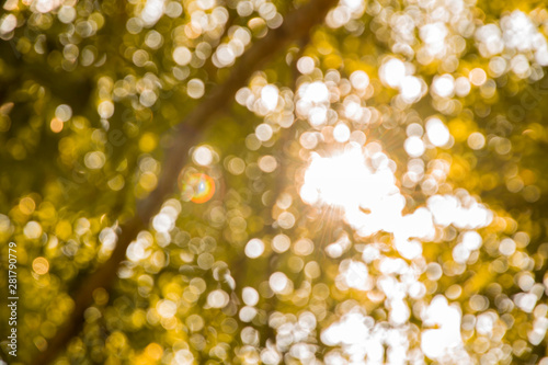 Blur bokeh nature from sunlight Shining through the big trees.