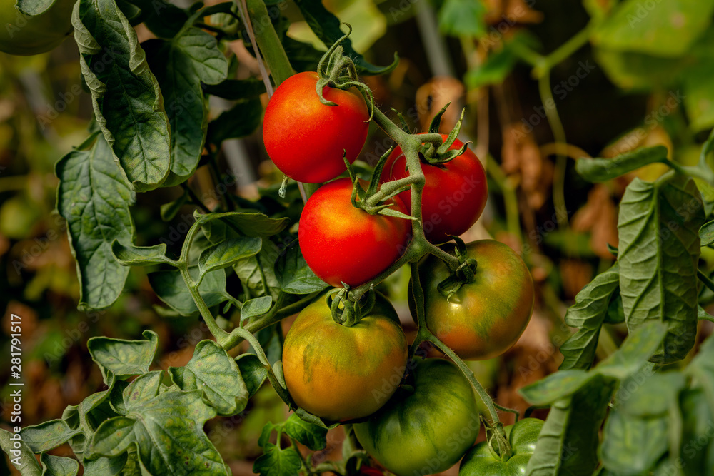 Ripening tomatoes on a branch, close-up