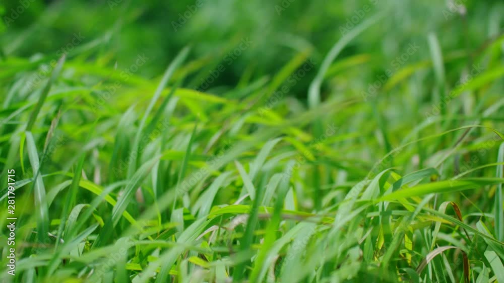 Close up of grass, Okinawa Prefecture, Japan Close up of grass, Okinawa Prefecture, Japan