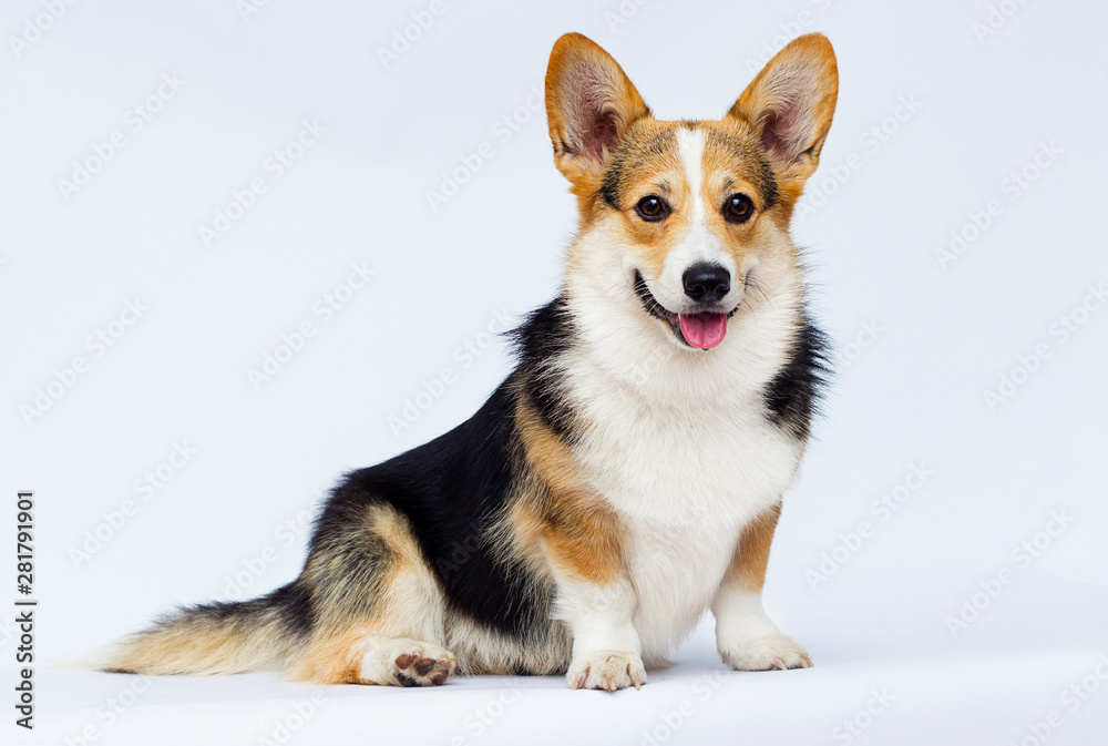 welsh corgi breed dog sitting full growth on a white background