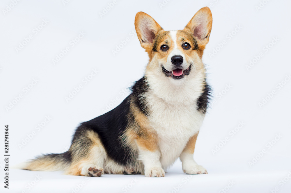 welsh corgi breed dog sitting full growth on a white background