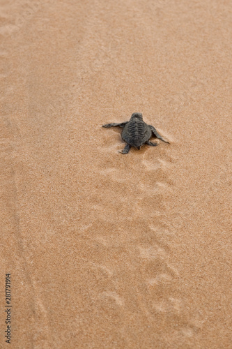 Loggerhead Turtle baby(Caretta carretta) © foryouinf