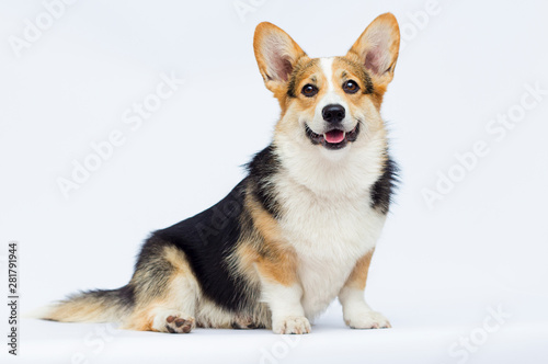 Vászonkép welsh corgi breed dog sitting full growth on a white background