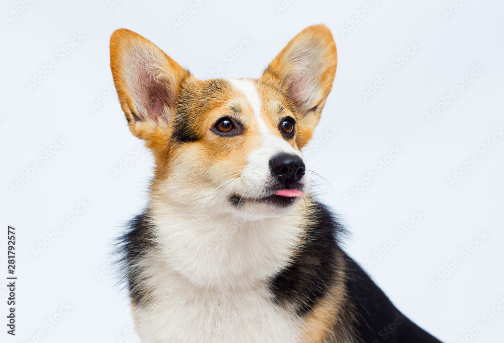 adult welsh corgi breed dog on a white background