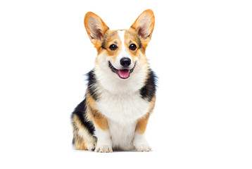 welsh corgi breed dog sitting on a white background