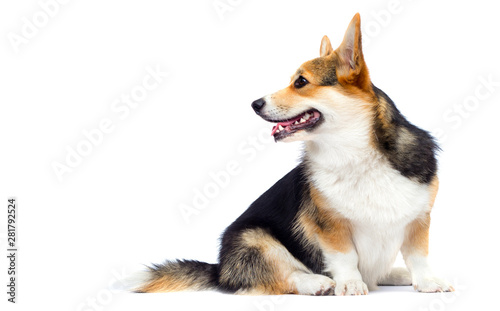 Welsh Corgi adult dog sitting sideways in full growth on a white background