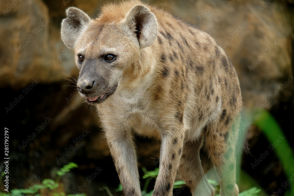 Hyena