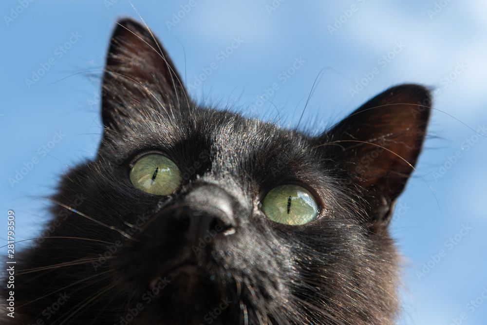 Black cat against blue sky.