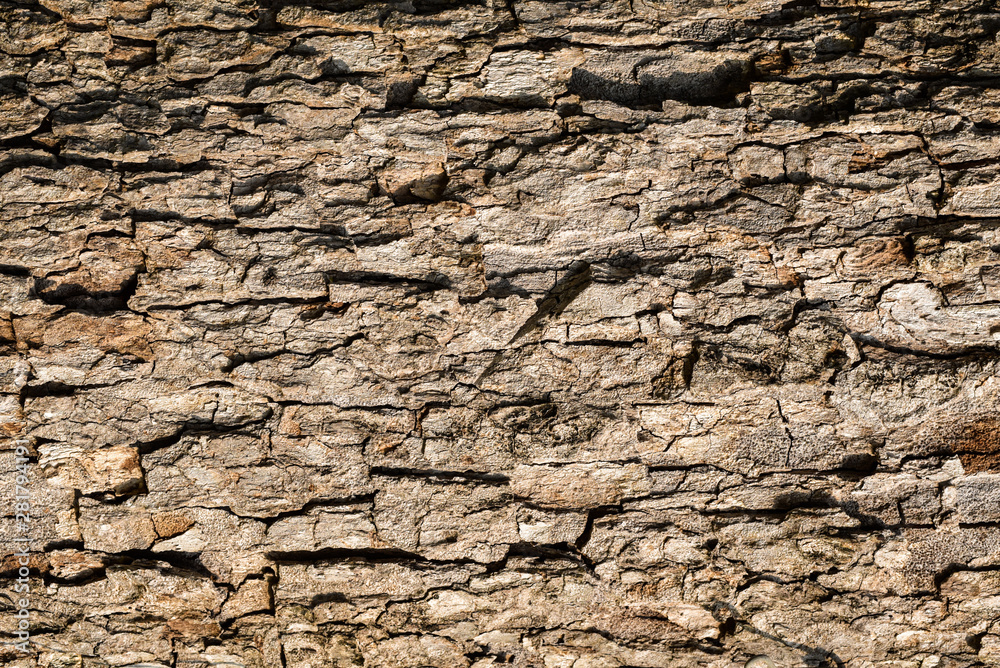 Old Wood Tree Texture Background Pattern