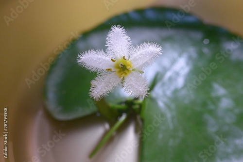 Nymphoides Indica  Flower