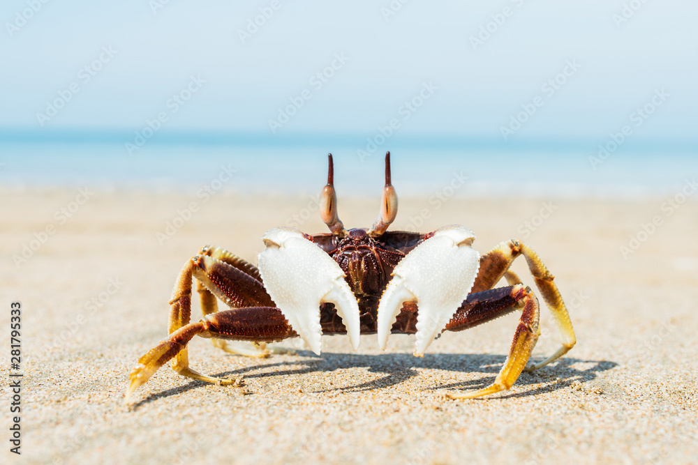 crab on the seashore in the sand crab on the seashore in the sand