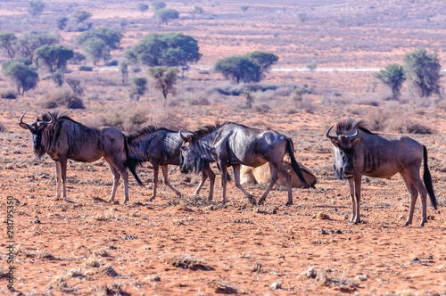 Herd of blue wildebeest (Connochaetes taurinus), Namib Desert, Namibia