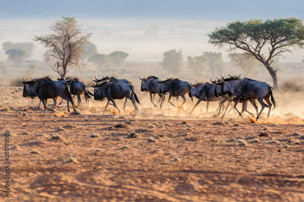 A herd of blue wildebeest (Connochaetes taurinus) running, and kicking up dust during sunrise, Namib Desert, Namibia A herd of blue wildebeest (Connochaetes taurinus) running, and kicking up dust during sunrise, Namib Desert, Namibia