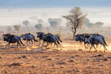 A herd of blue wildebeest (Connochaetes taurinus) running, and kicking up dust during sunrise, Namib Desert, Namibia