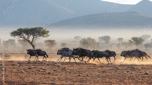A herd of blue wildebeest  Connochaetes taurinus  running  and kicking up dust during sunrise  Namib Desert  Namibia