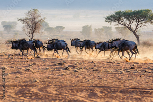 Fototapeta Naklejka Na Ścianę i Meble -  A herd of blue wildebeest (Connochaetes taurinus) running, and kicking up dust during sunrise, Namib Desert, Namibia