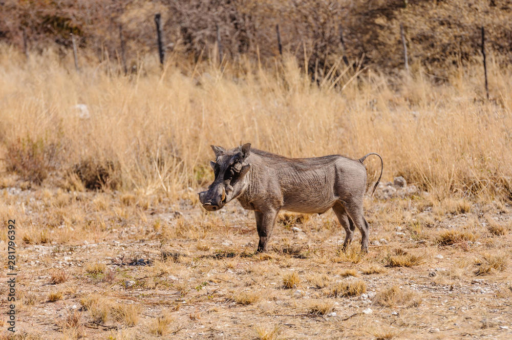 Fototapeta premium Male common warthog, Etosha National Park, Namibia