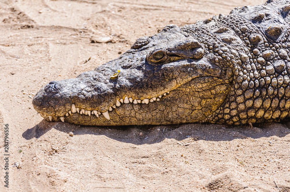 Teeth and head of a Nile Crocodile (Crocodylus niloticus), Namibia Teeth and head of a Nile Crocodile (Crocodylus niloticus), Namibia