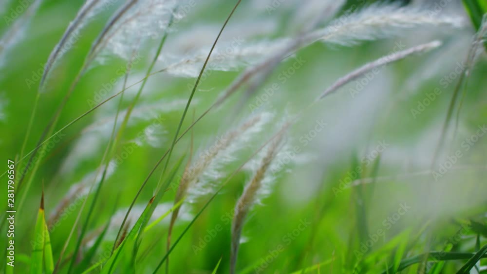 Close up of grass, Okinawa Prefecture, Japan Close up of grass, Okinawa Prefecture, Japan