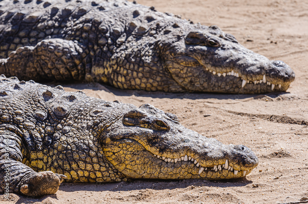 Obraz premium Two female Nile Crocodiles (Crocodylus niloticus), Namibia