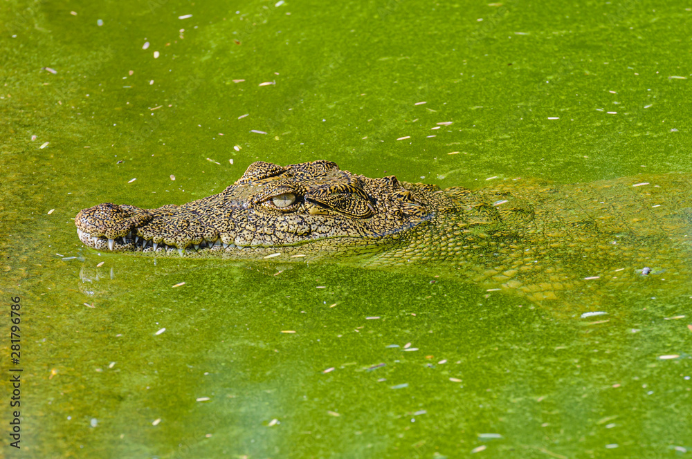 Nile Crocodile (Crocodylus niloticus) swimming in a pond with green algae, Namibia Nile Crocodile (Crocodylus niloticus) swimming in a pond with green algae, Namibia