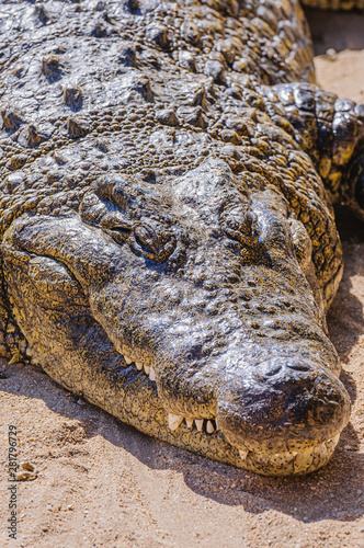 Head and teeth of a 1 tonne male Nile Crocodile (Crocodylus niloticus), Namibia photo