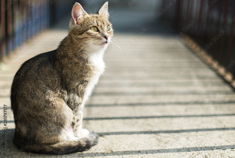 Domestic shorthair tabby cat sitting and looking at camera .Outdoor portrait. Domestic shorthair tabby cat sitting and looking at camera .Outdoor portrait.