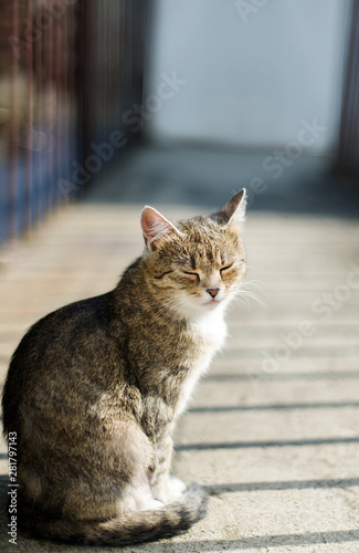 Domestic shorthair cat at outdoor background at sunny summer day.