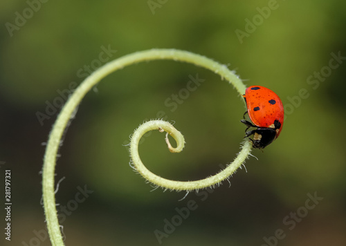 magnificent nature and ladybug © mehmetkrc