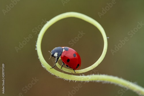 ladybug in the garden