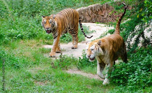 Canvas Print Bengal Tiger in the National Park Are walking in pairs Natural beauty