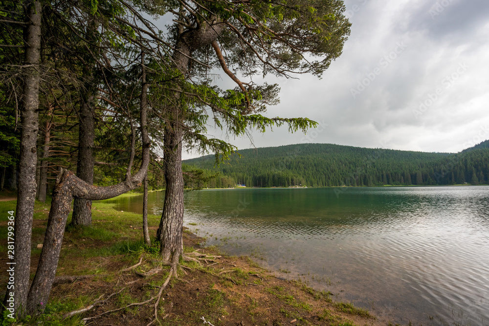 Wonderful view of Black Lake and fir forest in Durmitor park, Montenegro