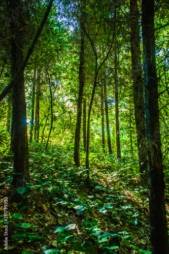 in the woods in summer