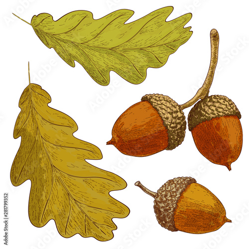 Drawn oak leaf and acorns. Sketch of autumn  plants. Graphics