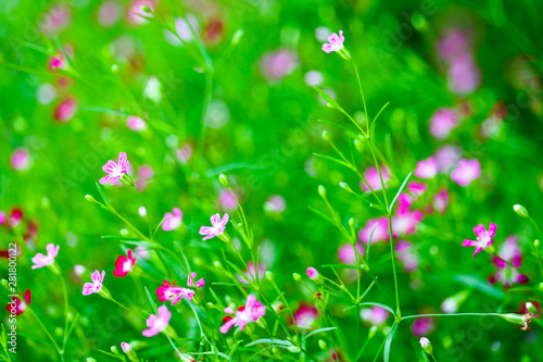 colorful beautiful pink gypsophila boutique flower in garden photo