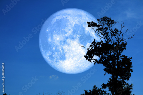 Photos sturgeon moon on the night sky back silhouette trees