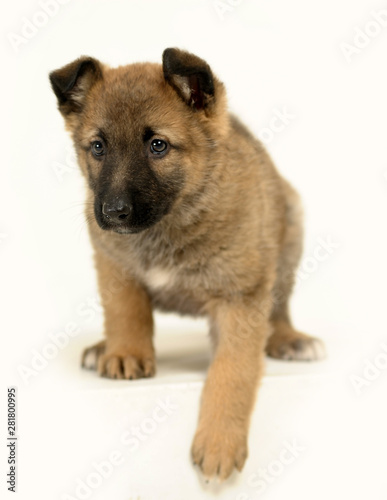 half-breed brown puppy in studio on a white background © Evdoha