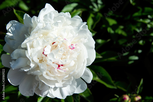 White peony flower on dark background. Macro photography with low depth of field. Place for text.