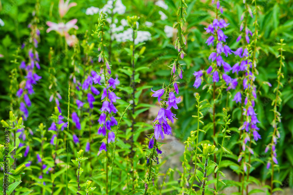 Fototapeta premium Purple canterbury bells flowers, landscape. Beautiful field of wildflowers on a summer day. Purple bells on a background of green leaves.