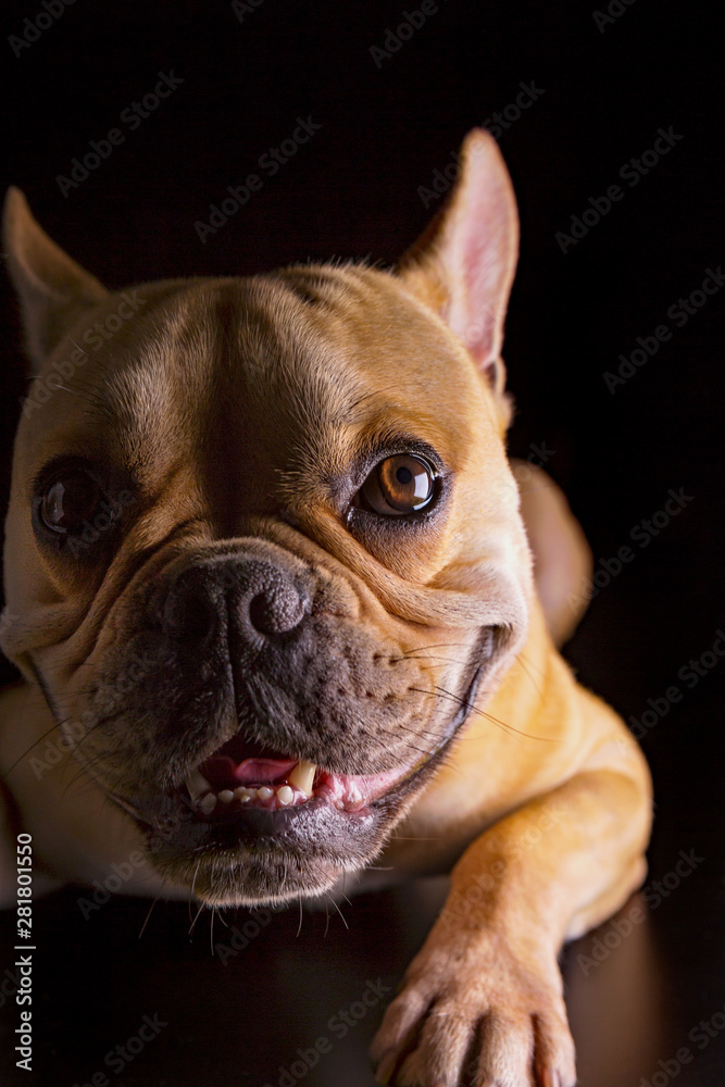 Bulldog Francese (bouledogue français) - Portrait