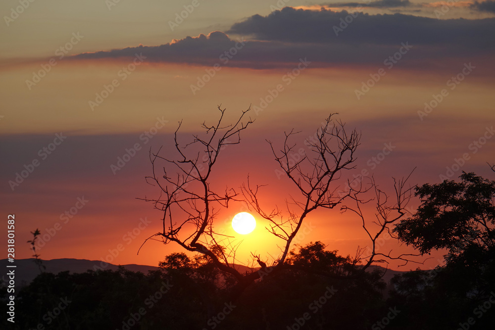 dry tree in the savannah at sunset