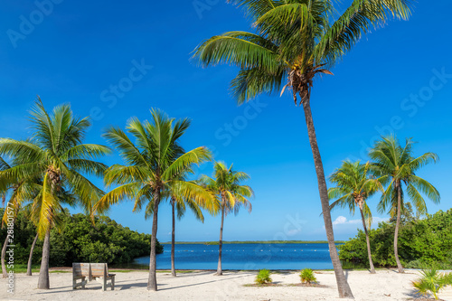 Coco palms on Sunny beach and Caribbean sea in Key  Largo  Florida.
