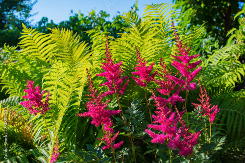 Bright pink flowers against green fern leaves. Pink flowers and ferns against a bright blue sky.