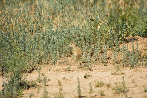 The gopher eats grass after winter hibernation. A cowardly gopher sitting at grass. Soft focus.