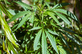 marijuana leaves in forest