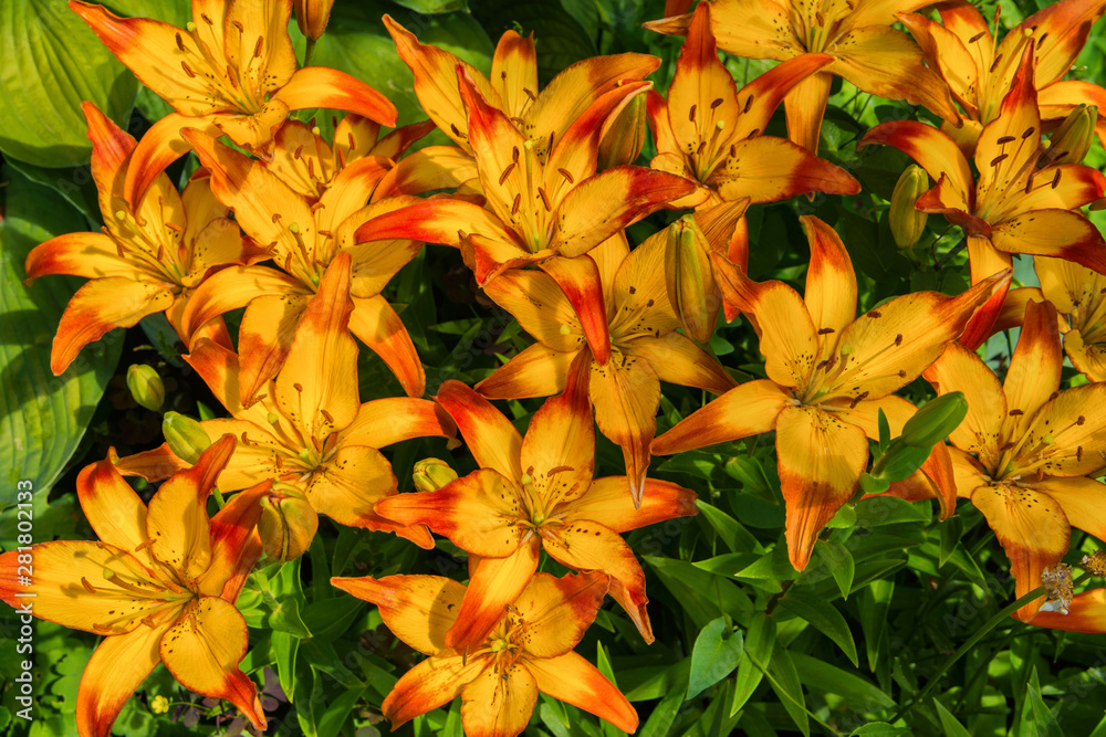 Orange-red Lily. Blossoming Lilies in the garden. Lily flowers closeup. Orange-red Lily. Blossoming Lilies in the garden. Lily flowers closeup.