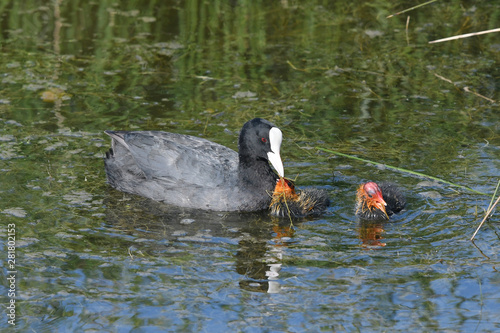 Blässhuhn (Fulica atra) mit Jungtieren - Eurasian coot with juvenile photo