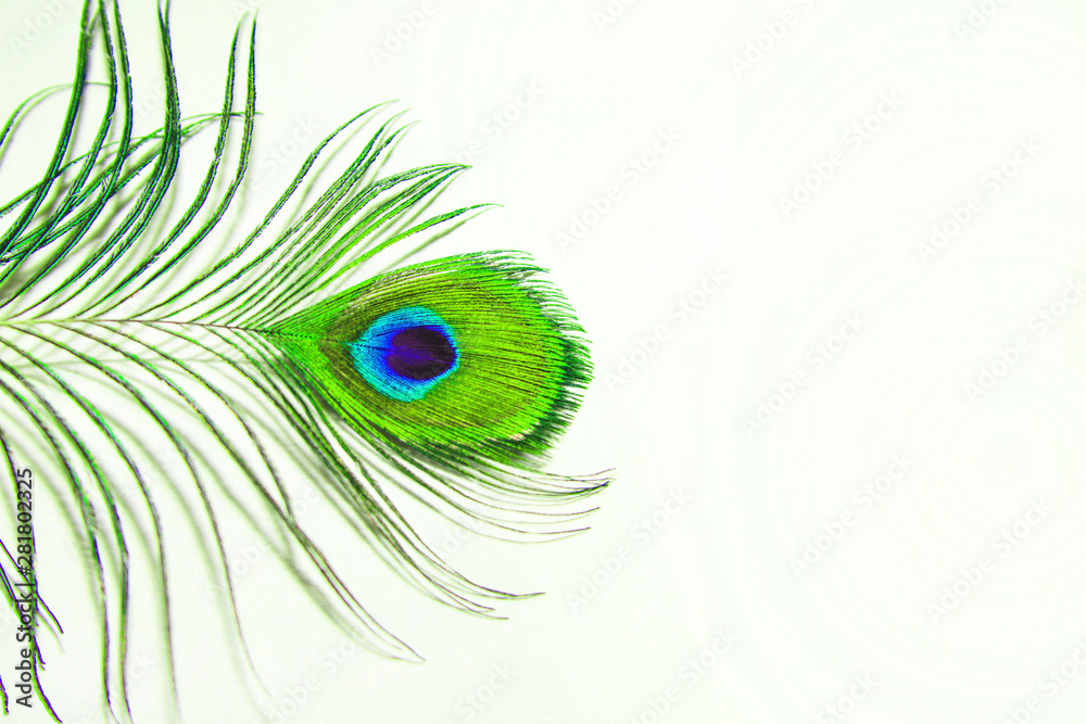 Fototapeta premium Peacock feather closeup. Green feather peacock on a white sheet of paper. Peacock feather closeup on white background - Blur.