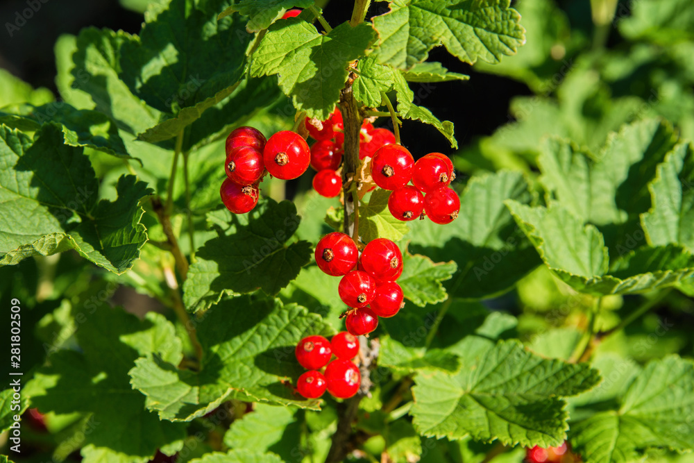 Red currant berries. Red berries close up. Natural fresh products. Red currant berries. Red berries close up. Natural fresh products.